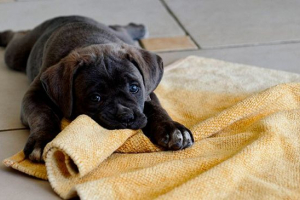 Як ви можете зателефонувати собаку хлопчика? Як ви можете зателефонувати собаку хлопчика?